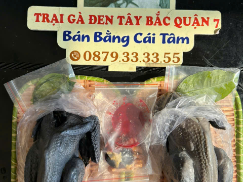 Trại gà đen Tây Bắc Sơn Vũ