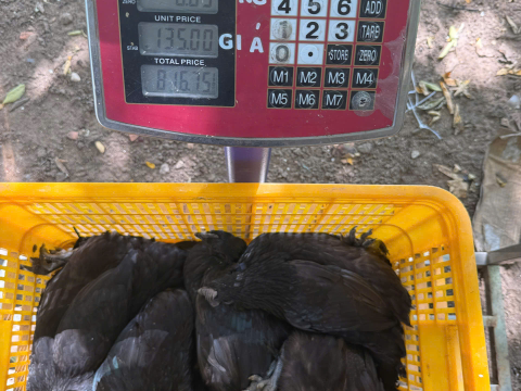 ĐƠN NGÀY 10/7