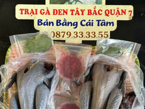 Trại gà đen Tây Bắc Sơn Vũ