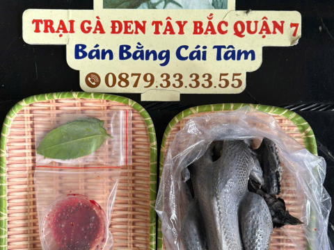 Trại gà đen Tây Bắc Sơn Vũ
