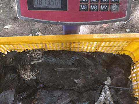 Trại gà đen Tây Bắc Sơn Vũ