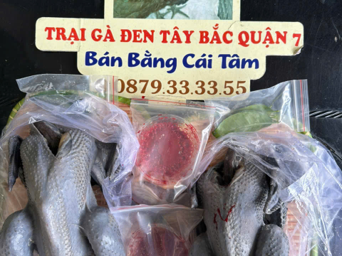 Trại gà đen Tây Bắc Sơn Vũ