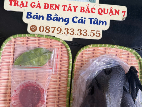 Trại gà đen Tây Bắc Sơn Vũ