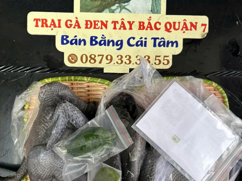 Trại gà đen Tây Bắc Sơn Vũ