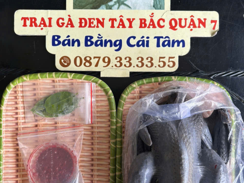 Trại gà đen Tây Bắc Sơn Vũ