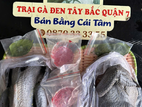 Trại gà đen Tây Bắc Sơn Vũ