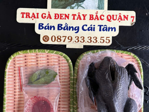 Trại gà đen Tây Bắc Sơn Vũ