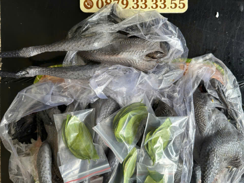 Trại gà đen Tây Bắc Sơn Vũ