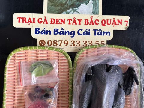 Trại gà đen Tây Bắc Sơn Vũ