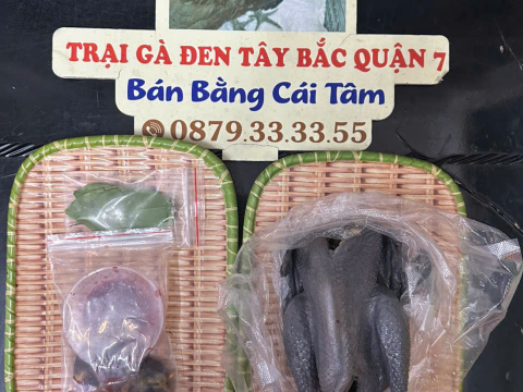 Trại gà đen Tây Bắc Sơn Vũ