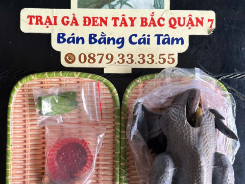 Trại gà đen Tây Bắc Sơn Vũ