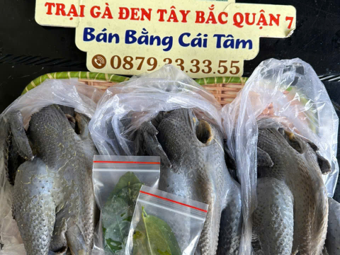 Trại gà đen Tây Bắc Sơn Vũ