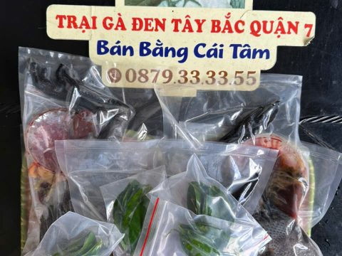 Trại gà đen Tây Bắc Sơn Vũ