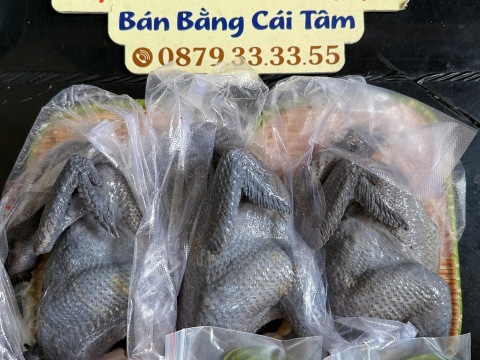 Trại gà đen Tây Bắc Sơn Vũ