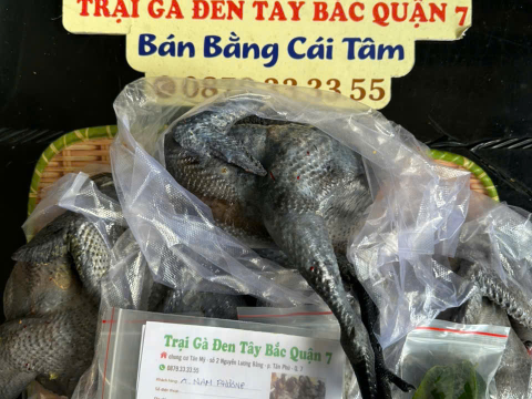 Trại gà đen Tây Bắc Sơn Vũ
