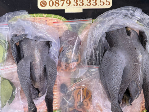 Trại gà đen Tây Bắc Sơn Vũ