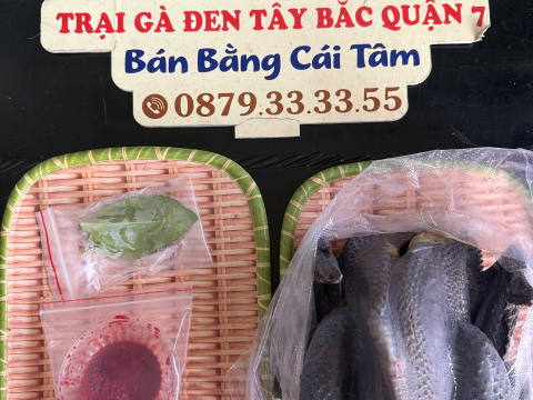 Trại gà đen Tây Bắc Sơn Vũ