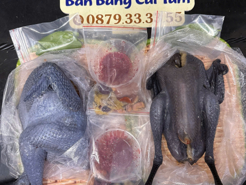 Trại gà đen Tây Bắc Sơn Vũ