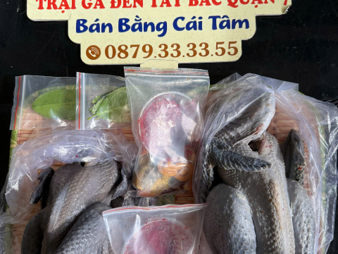 Trại gà đen Tây Bắc Sơn Vũ