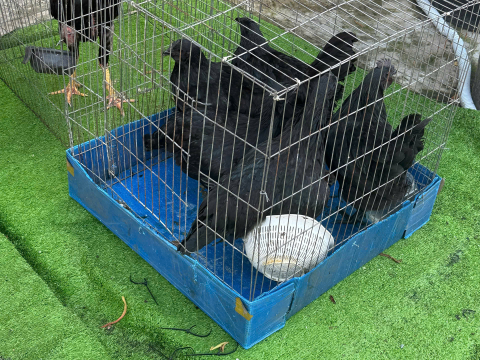Trại gà đen Tây Bắc Sơn Vũ