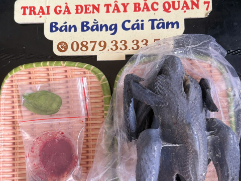 Trại gà đen Tây Bắc Sơn Vũ