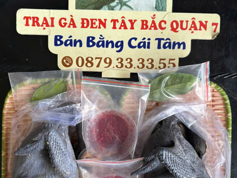 Trại gà đen Tây Bắc Sơn Vũ