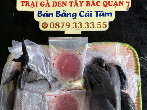 Trại gà đen Tây Bắc Sơn Vũ