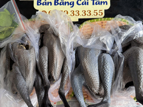 Trại gà đen Tây Bắc Sơn Vũ