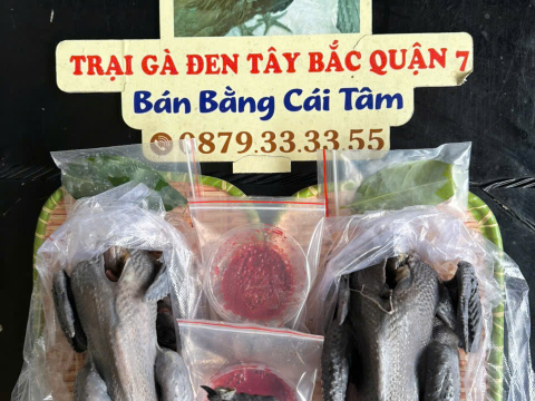 Trại gà đen Tây Bắc Sơn Vũ
