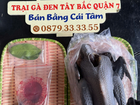 Trại gà đen Tây Bắc Sơn Vũ