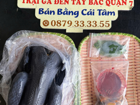 Trại gà đen Tây Bắc Sơn Vũ