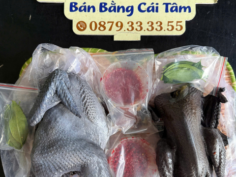 Trại gà đen Tây Bắc Sơn Vũ