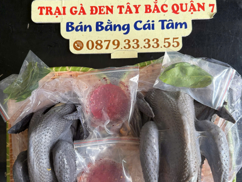 Trại gà đen Tây Bắc Sơn Vũ