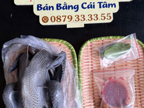 Trại gà đen Tây Bắc Sơn Vũ