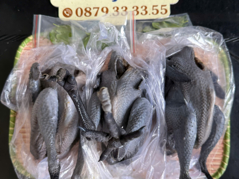 Trại gà đen Tây Bắc Sơn Vũ