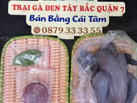 Trại gà đen Tây Bắc Sơn Vũ