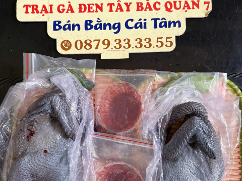 Trại gà đen Tây Bắc Sơn Vũ