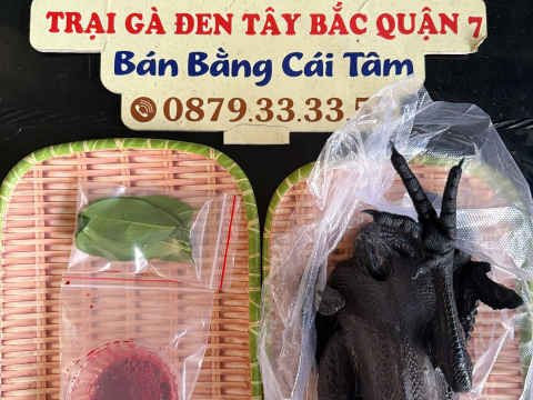 Trại gà đen Tây Bắc Sơn Vũ