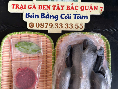Trại gà đen Tây Bắc Sơn Vũ