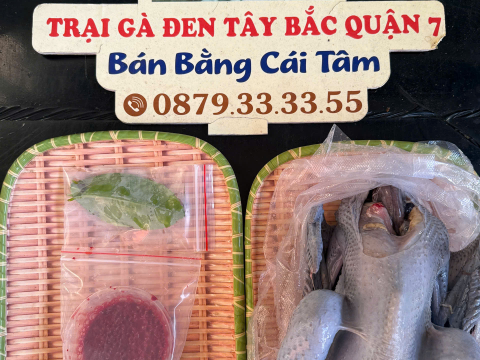 Trại gà đen Tây Bắc Sơn Vũ