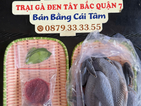 Trại gà đen Tây Bắc Sơn Vũ