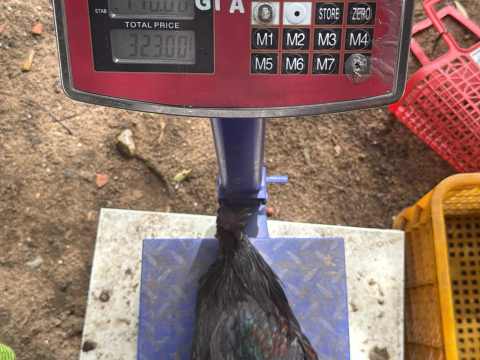 Trại gà đen Tây Bắc Sơn Vũ