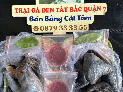 Trại gà đen Tây Bắc Sơn Vũ
