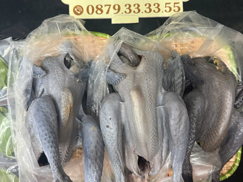 Trại gà đen Tây Bắc Sơn Vũ