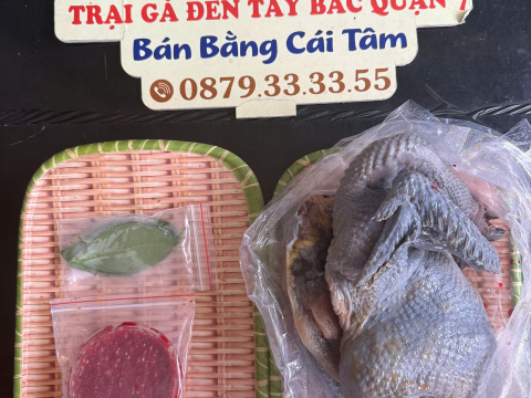 Trại gà đen Tây Bắc Sơn Vũ