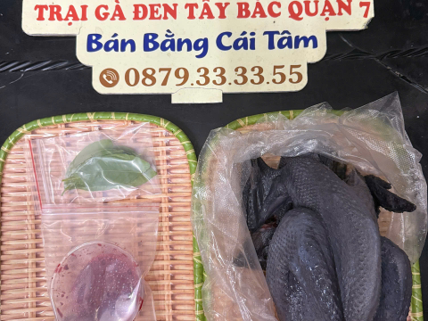 Trại gà đen Tây Bắc Sơn Vũ