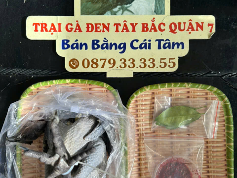 Trại gà đen Tây Bắc Sơn Vũ