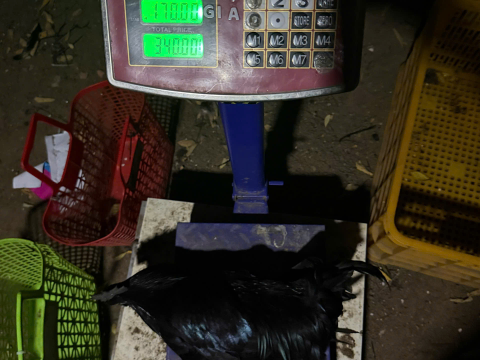 Trại gà đen Tây Bắc Sơn Vũ