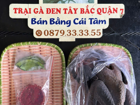 Trại gà đen Tây Bắc Sơn Vũ