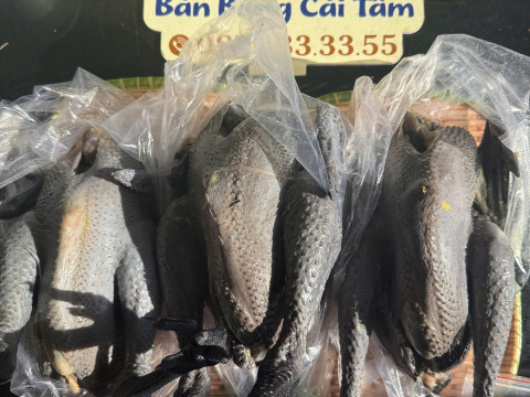 Trại gà đen Tây Bắc Sơn Vũ